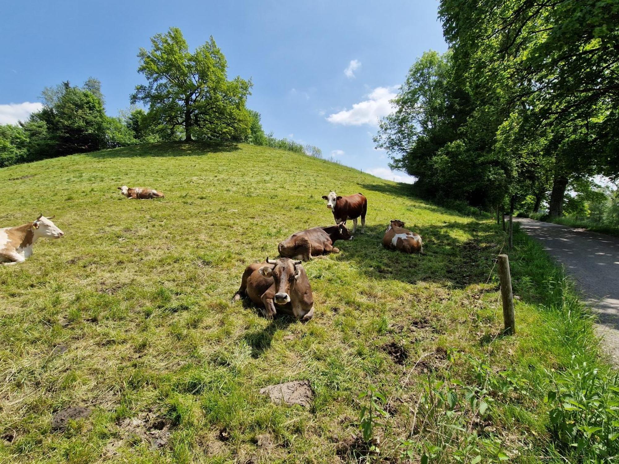 Ferienwohnung Ewigkeit - 4-Sterne Dtv Klassifiziert Leutkirch im Allgäu Exterior foto